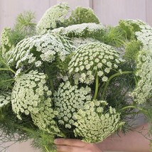 75 Green Mist Queen Annes Lace Seeds Garden Fresh USA Shipping - $10.38