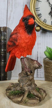 Wild Northern Red Cardinal Bird Perching on Tree Stump Spring Bouncing F... - £25.01 GBP
