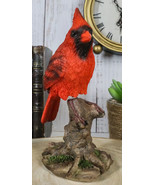 Wild Northern Red Cardinal Bird Perching on Tree Stump Spring Bouncing F... - £25.27 GBP
