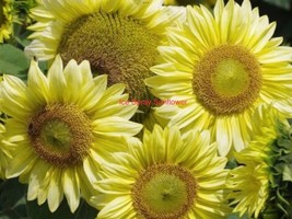 Sunflower, Ice Spray+NEW+Exotic+20 Seeds+Buy 2 Get 1+REPEAT Customer Bonus - £6.15 GBP