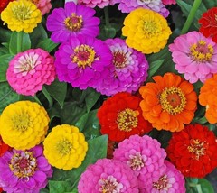 Zinnia Lilliput Flower Bulk Seed Mix Garden Seeds US Fast Shipping - $2.29