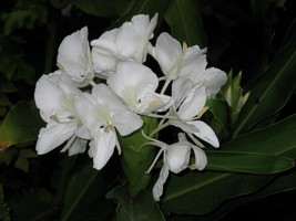 Hedychium Coronarium Butterfly Ginger Very Fragrant Blooms 1 Rhizome Fre... - $25.98