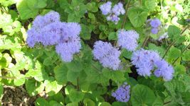 Ageratum 50 Seeds Tall Blue Planet - £4.22 GBP
