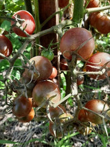 Dikovinka Tomato - 5+ Seeds - Russian Chocolate Cherry (P 376) - £1.56 GBP