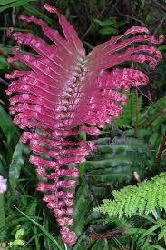 Blechnum sp Pink Panama