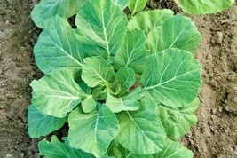 601 Champion Collard Greens Seeds Spring Fall Vegetable Garden Patio Container - £8.99 GBP