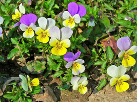 50 Light Johnny Jump Up Viola Tricolor Violet Flower Seeds - £5.02 GBP