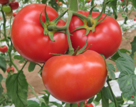 20 Pc Seeds Floradade Tomato Plant, Tomato Seeds for Planting | RK - £15.19 GBP