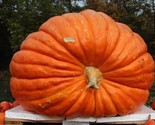100 Big Max Pumpkin Seeds Giant Prize Winning Non Gmo Fresh Heirloom Fas... - $14.96