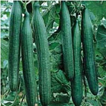 Best SELLER USA 10 Seeds Telegraph Improved Cucumbers Seeds - £4.29 GBP