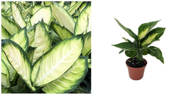 Dieffenbachia Plant Tropic Marianne Live Houseplant Exotic 2.5&quot; Pt - C2 - £34.16 GBP