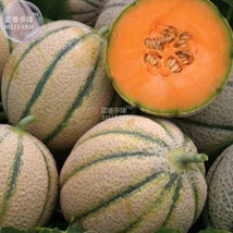 Sweet Melon Canteloupe Retato Delgi Fruit Seeds 20 Seeds Garden Fresh - £6.50 GBP