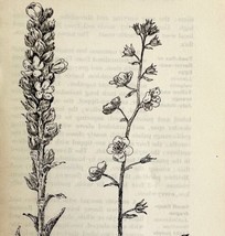 1905 Mullein Varieties Flower Print Pen &amp; Ink Lithograph Antique 6.75 x 3.75&quot; - £13.93 GBP