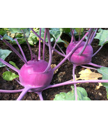 ADW 500 Purple Vienna Kohlrabi Seeds Fresh Harvest Fast Growing - $17.95 CAD