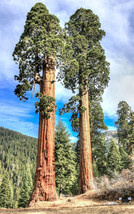 10 Seeds Sequoiadendron Giganteum Giant Sequoia Redwood Forest Tree Wood - £10.74 GBP