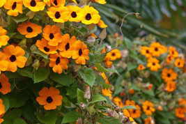 35 HEIRLOOM Black-eyed Susan vine (Thunbergia alata) SEEDS - $3.89