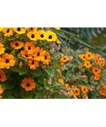 35 HEIRLOOM Black-eyed Susan vine (Thunbergia alata) SEEDS - $5.39 CAD