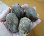 tn-17) 4 large natural Tagua Nut whole nuts for craft Carving Dried plai... - $23.36