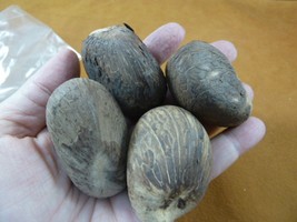 tn-17) 4 large natural Tagua Nut whole nuts for craft Carving Dried plai... - £18.62 GBP