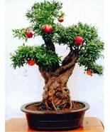 Pomegranate Very Sweet Fruit Plant, 20 seeds - $12.19