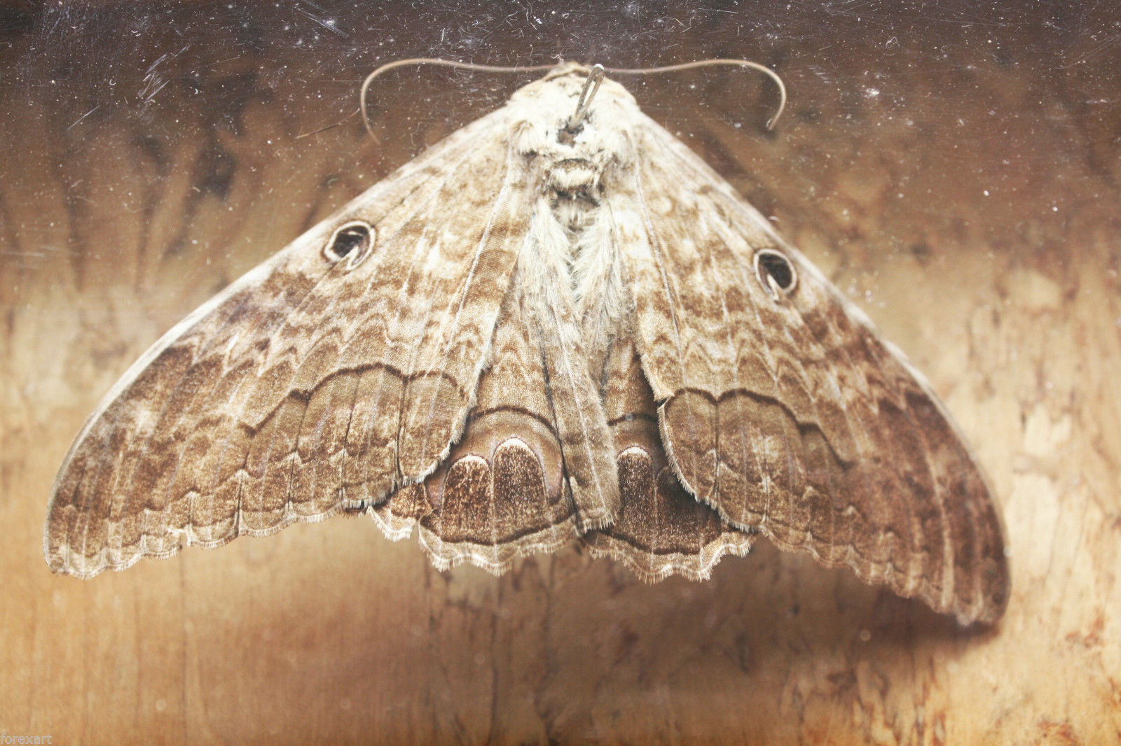 Primary image for Vintage Preserved Dried Large Butterfly in Wooden Box with Glass Home Decoration