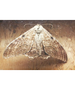 Vintage Preserved Dried Large Butterfly in Wooden Box with Glass Home De... - £37.55 GBP