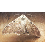 Vintage Preserved Dried Large Butterfly in Wooden Box with Glass Home De... - $878.06 MXN