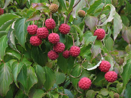 Kousa Japanese Dogwood (Cornus kousa) image 5