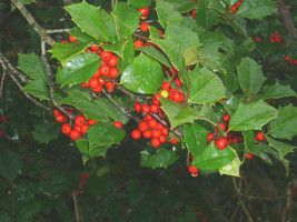 20 Old Heavy Berry Amer Holly Seeds Ilex Opaca X Old Heavy Berry X Brown... - $12.40