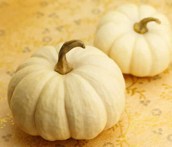 Sell 25 Baby Boo Pumpkin Seeds US Seller - £8.98 GBP