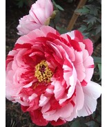 10 Seeds Heirloom Red White Peony Seedling Flower &#39;Er Qiao&#39; - $12.67 CAD