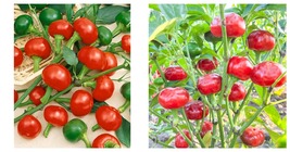Large Red Cherry Hot Pepper Seeds 100 Seeds - £14.93 GBP