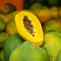 Unusual Huge Torpedo Shape Carica Papaya Burliar Long On A Dwarf 400 PCS Seeds - $22.80