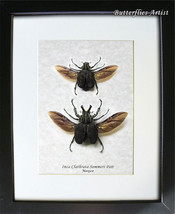 Real Beetles Inca Clathrata PAIR Museum Quality Entomology Collectible D... - £87.92 GBP