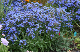 PWO Anchusa Capensis - Blue Angel Bugloss seed - $3.15