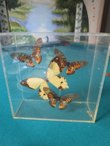 Specimen Butterfies In Box Signed 3 X 7 X 7&quot; - £137.03 GBP