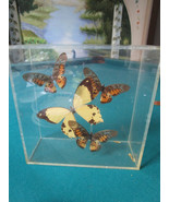 SPECIMEN BUTTERFIES IN BOX SIGNED 3 X 7 X 7&quot;   - £138.05 GBP