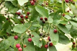 Snowy Mespilus - Amelanchier ovalis - 25+ seeds (G 090) - £1.58 GBP