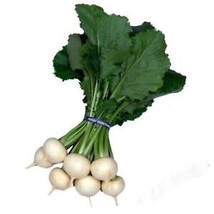 Heirloom Kanamachi Japanese Turnip Seed Asian Unique Tasty White Flesh Fresh Gar - £6.97 GBP