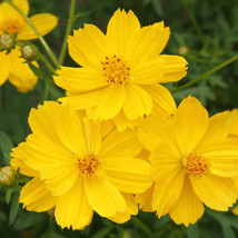 Cosmos Seeds Lemon Dwarf Sulphur 100 Ct Yellow Flower Garden Annual Usa S&amp;H - £8.07 GBP