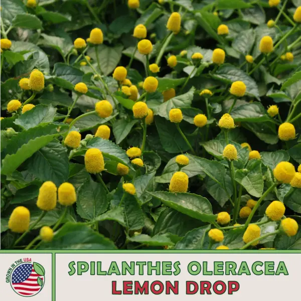 100 Lemon Drop Seeds Spilanthes Oleracea Toothache Plant Non Gmo Genuine... - £9.42 GBP