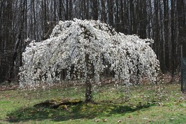 Grow In US 5 Weeping White Cherry Tree Seeds Flowering Seed Japanse Ornimental G - £8.61 GBP