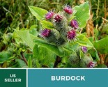 Burdock 1 thumb155 crop