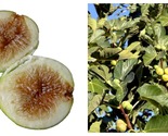 Sweet Pingo de Mel Edible Fig Plant - Ficus carica - 2.5&quot; Pot NEW - £29.75 GBP