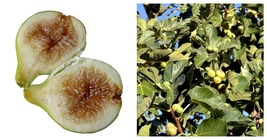Sweet Pingo de Mel Edible Fig Plant - Ficus carica - 2.5&quot; Pot NEW - $37.93