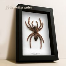 Cocoa Tarantula Spider Eurypelma Spinicrus Framed Entomology Shadowbox D... - $74.00