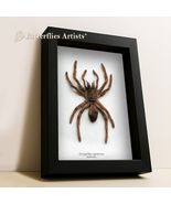 Cocoa Tarantula Spider Eurypelma Spinicrus Framed Entomology Shadowbox D... - $74.00