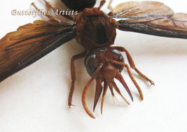 African Tusked Wasp Synagris Cornuta Framed Entomology Museum Quality Sh... - £93.63 GBP