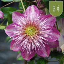 25pc Clematis Seeds Usa Garden Plant Flower Vine Climber (Kaiser Pbr) - £12.74 GBP