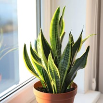 Rooted Sansevieria Snake Plant Mother in Law&#39;s Tropical Live Plant Rhizomes - $354.62 MXN+